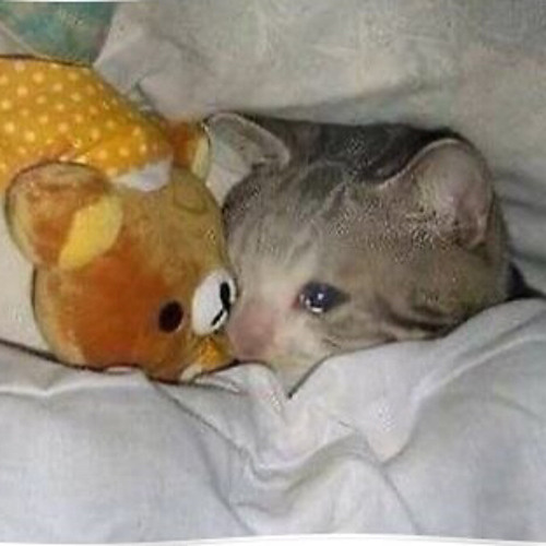 Giờ Thì Tình Đã Phai Em Đâu Rồi Người Về Với Ai...Hạ Còn Vương Nắng Slowed