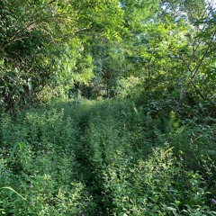 Mateus Yamada Muller - Depois Da Tempestade