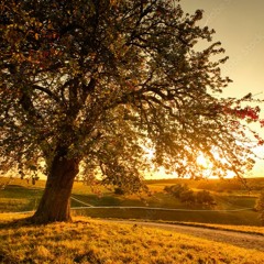 call on You (remix of Need 2 by Pinegrove)