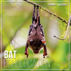 SD23 Bat Echolocation