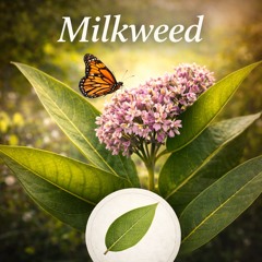 Milkweed