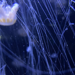 Jellyfish Gravity
