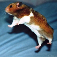 hamster rap.