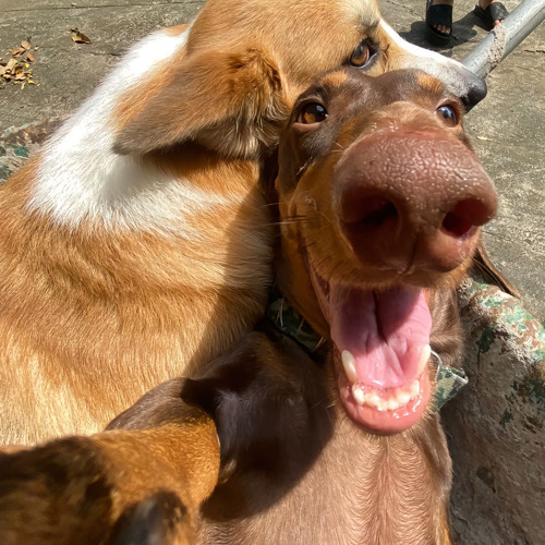 NHẠC NGHE SƯỚNG CẶC QUÁ VOL1 • BIN MAX & BÉ THIỆN