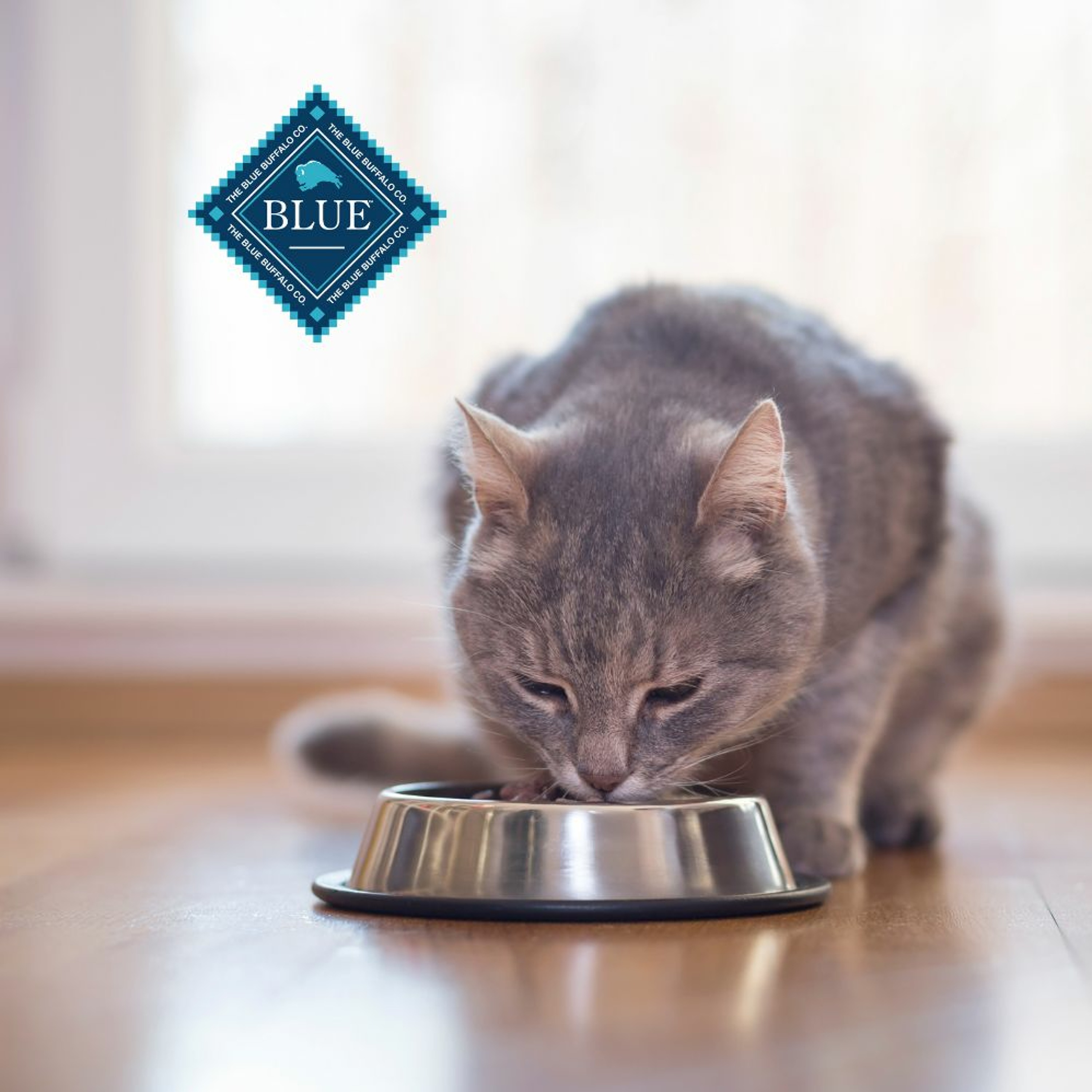 Top Tips and Correcting Information on Using Diet to Help Chronic GI Cases episode artwork