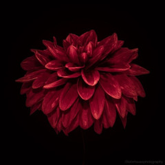 Dahlia (with Fidamenn)