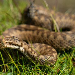 Snake bites | made on the Rapchat app (prod. by FAYNER)