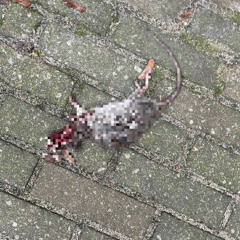 Budapest (feat. neoprada) [prod. ayeshark x ssjlamar]