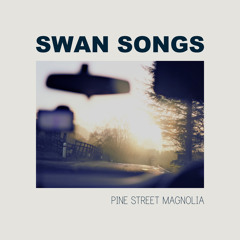 Pine Street Magnolia