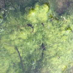 dewdrops_20230722