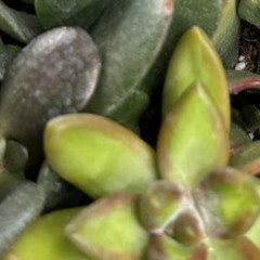 The Sun sings in UV rays