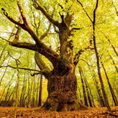 song of the forest