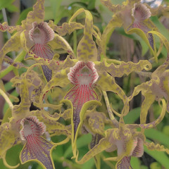 ꧁ ⋆⁺₊⋆ ☾ ⋆⁺₊⋆꧂