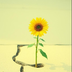 Someday To Stay (Remastered)