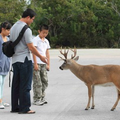 Key Deer yummy yummy ft. ChineseBagelKid