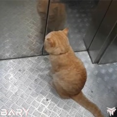 Cat Stuck In An Elevator