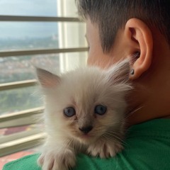 In The End Cover ft Schaa Razak (Mellen Gi & Tommee Profitt Remix)