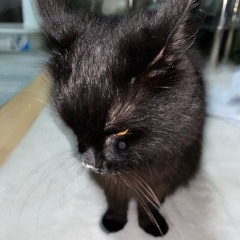 free from griefs .m4a