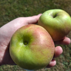 Falling for apples in Maine, by Lina Marie Schulenkorf and Carlos Fra-Nero