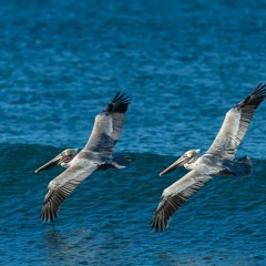 175 Pelicoyote -   Namascoyote featuring trinus and pöbel und rotze