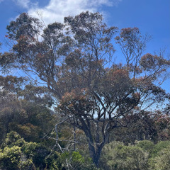 Acacia Komodo - microbotrya