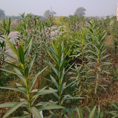 11 Jun, 12.59 pm​-Jindgi kya talash rahi hai.mp3