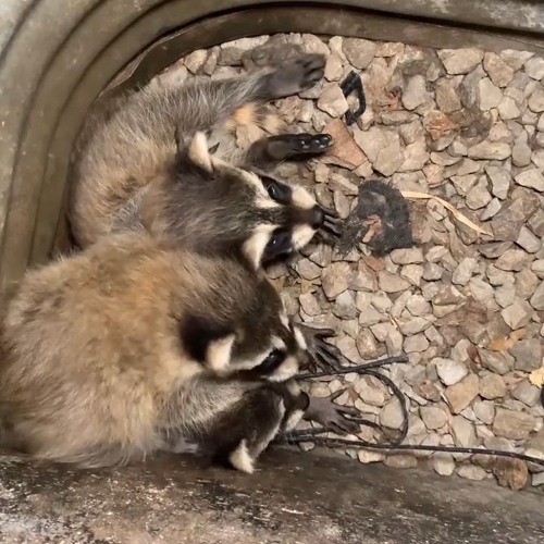 Raccon Removal Dallas by AAAC Wildlife Removal