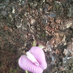 Boneka kehidupan (feat. Libra Band)