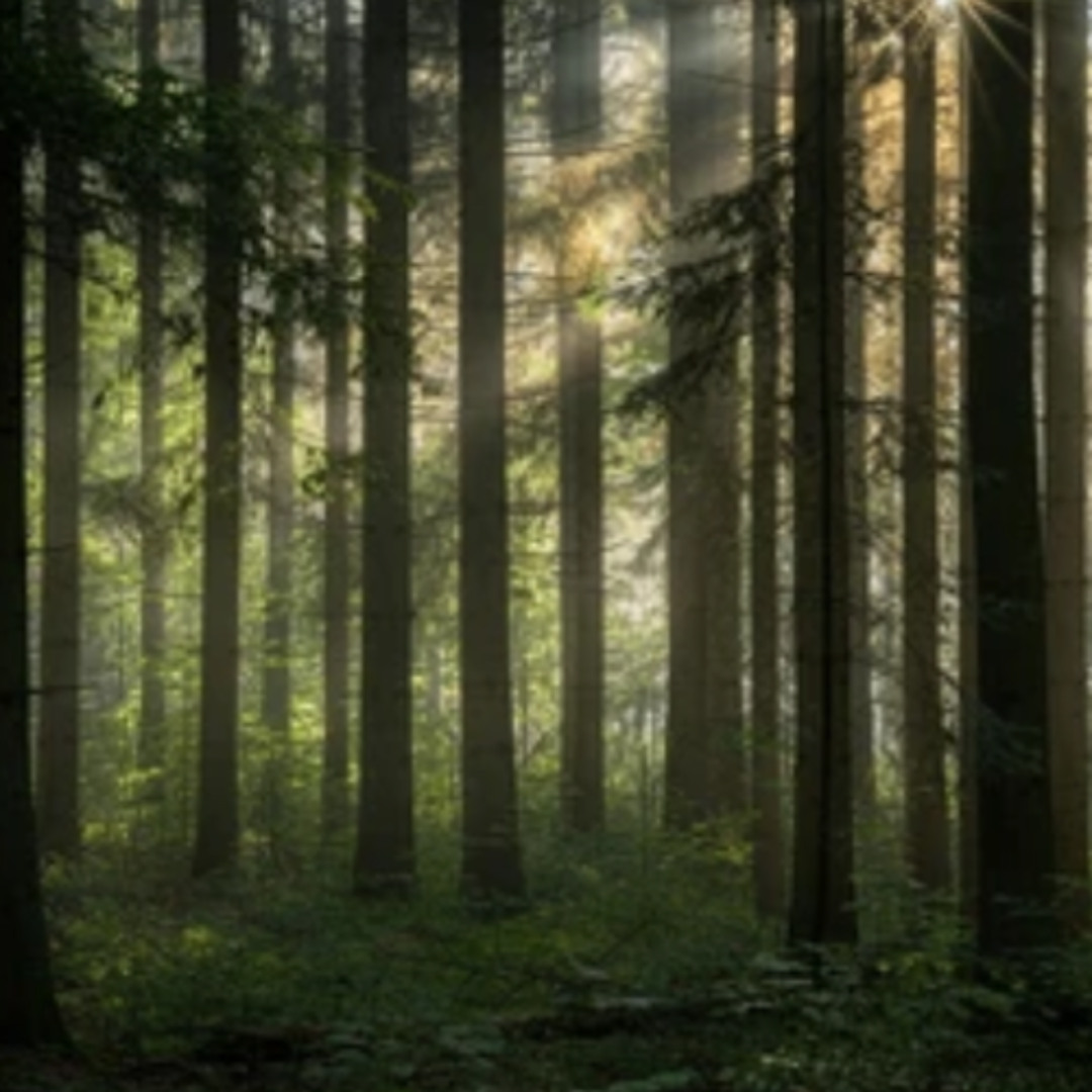 Forest For The Trees