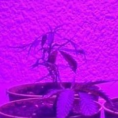 ICE ON MY NECK BABY CHILL WIT ME (R.I.P. TAKEOFF)