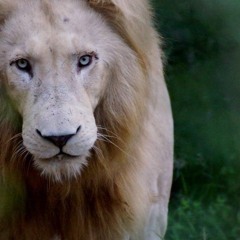 Sunra Project - Mystery of the White Lions - Live Soundhealing Journey