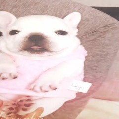 PIBBLE - Wash My Belly