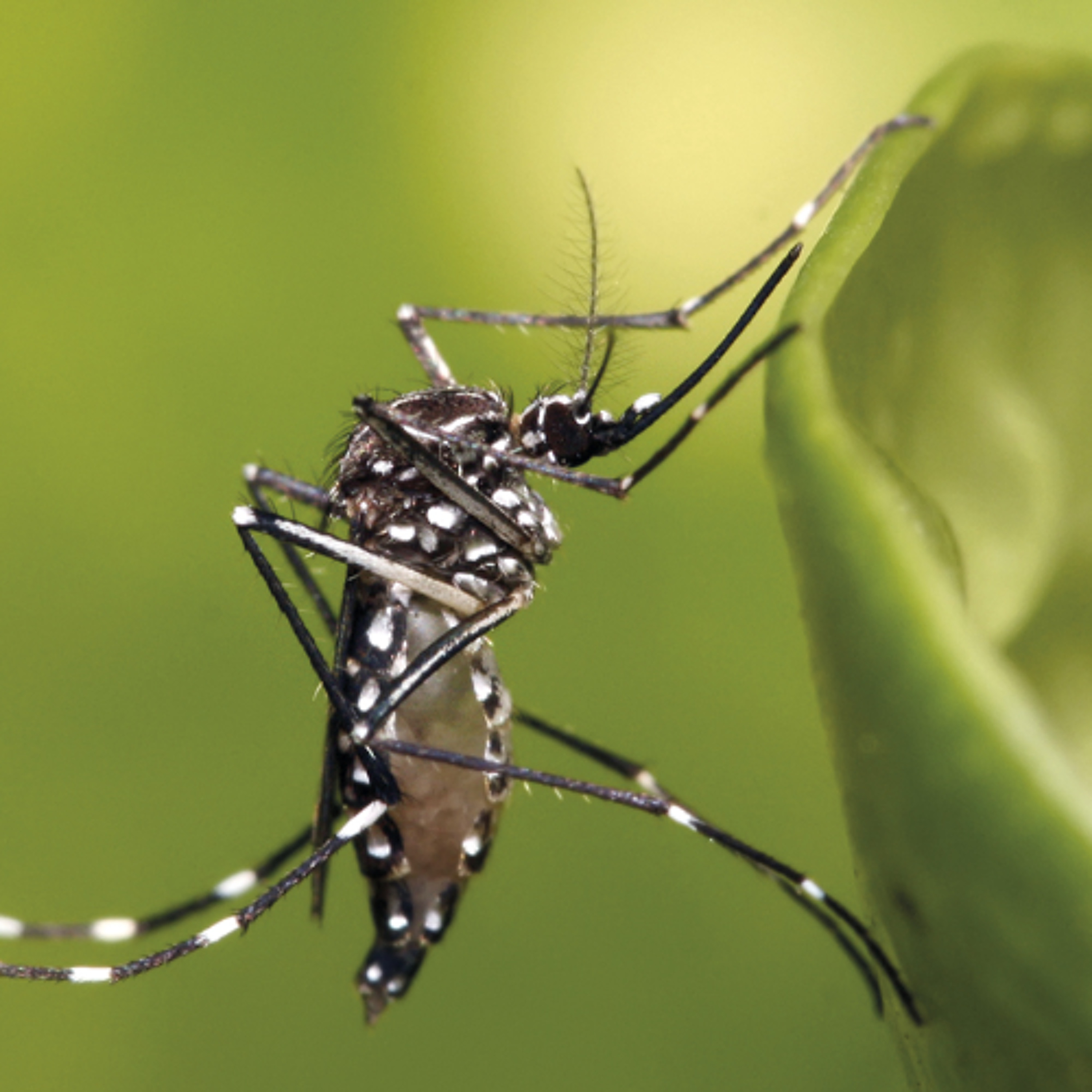 Chikungunya : 37 nouveaux cas, la vigilance reste de mise episode artwork