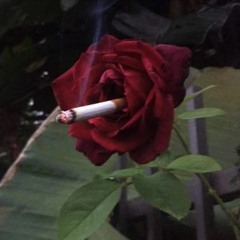 Rhodorenron