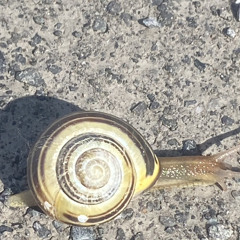 L'escargot - 2024 - 03 - 30 13.49