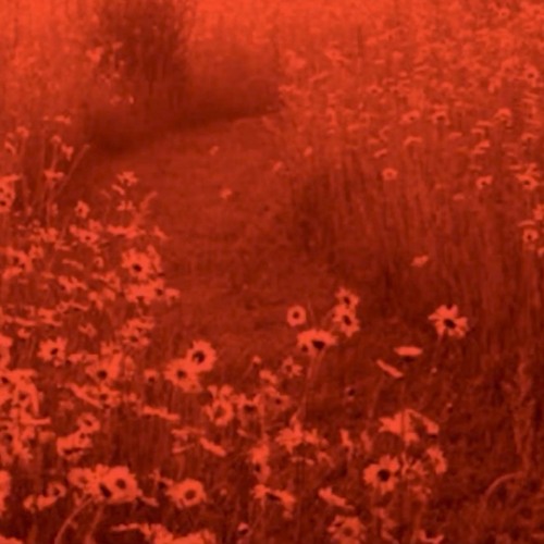 (Dont Fear) The Reaper indie