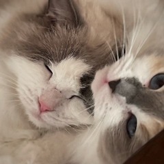 Topology Cats