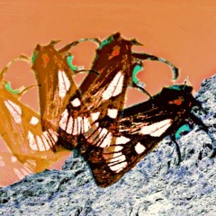 Two Feet and a Brain