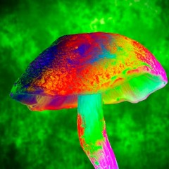 Mushroom Tea Flow