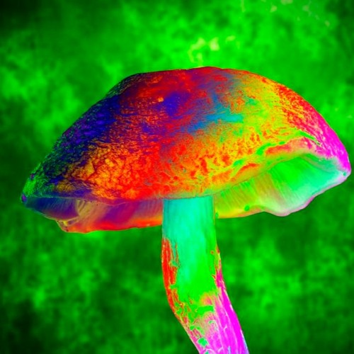 Mushroom Tea Flow