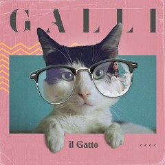 Il Gatto