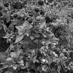 RitualOfDance: "III" / @T-Town / 01.02.25 / 00.00 - 01.00