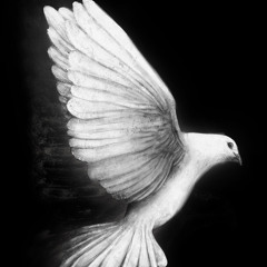 بشرف عشاق عربي