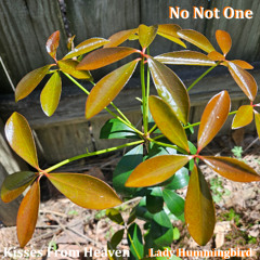 No Not One (Hummed)