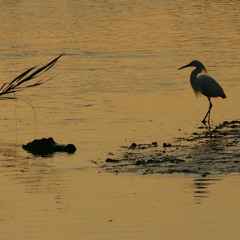 The Heron And The Gator