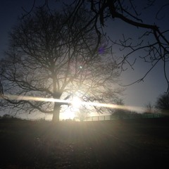 Week 183 -Branches On The Trees