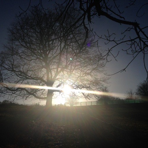 Week 183 -Branches On The Trees