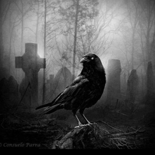 TeKotaK - Le Cri Du Corbeau {free dl}