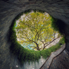 Under the Willow Tree