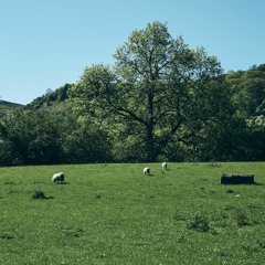 Abergavenny - Countryside Ambiance - Summer